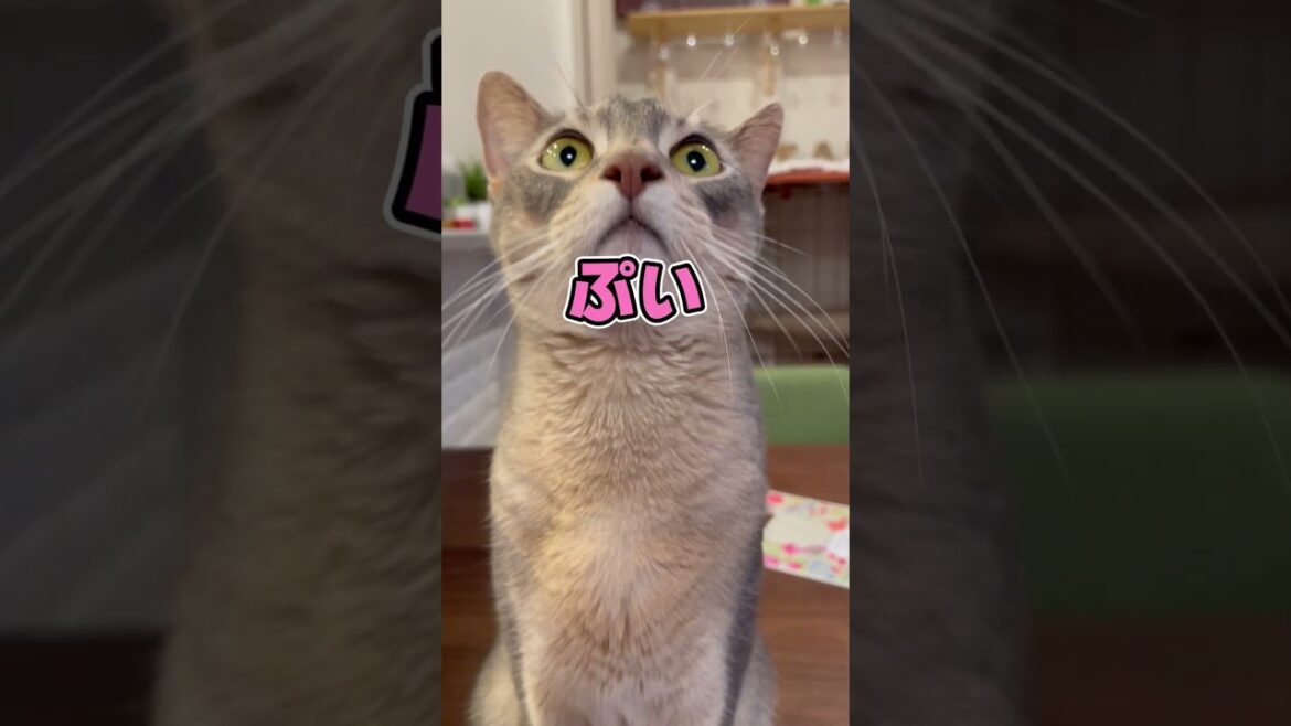 まったく目を合わさない猫 #shorts #猫 #アビシニアン