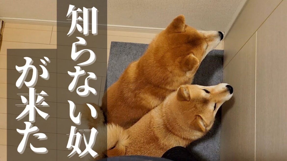 来客に伴い襲うように歓迎する柴犬達をパパと共に監禁しました 来客に伴い襲うように歓迎する柴犬達をパパと共に監禁しました