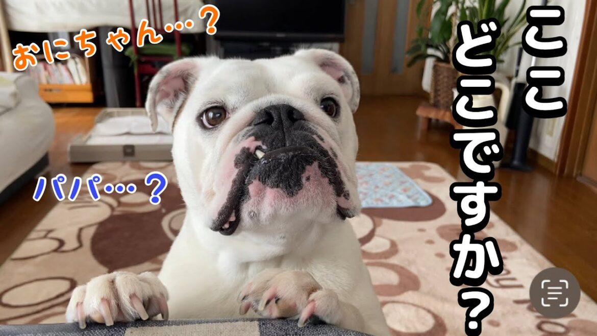 ママの実家に着いた瞬間、超内弁慶になる愛犬が可愛すぎる！