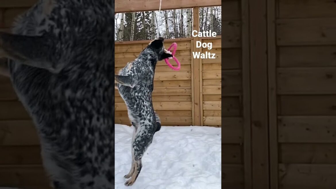 Cattle Dog Waltz #shorts
