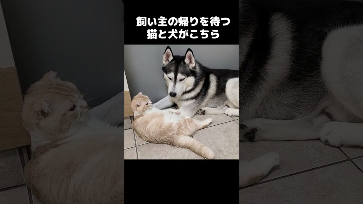 飼い主の帰りを待つ猫と犬がこちら...#shorts
