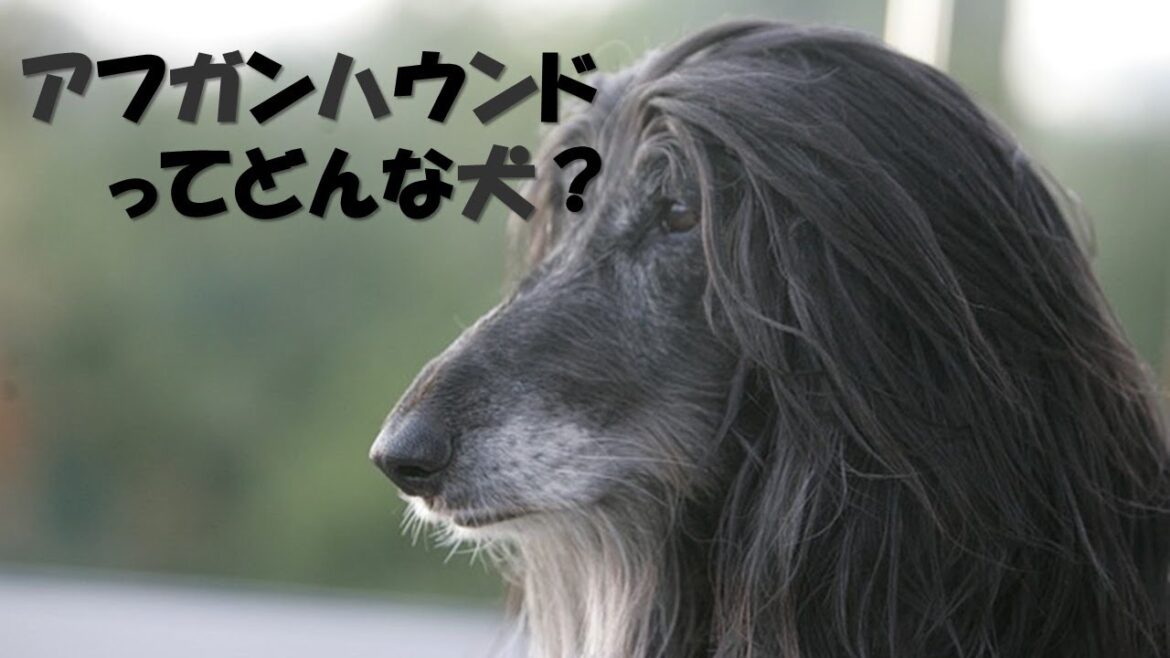 アフガンハウンドについて　ペットリフォームならセラフ榎本　愛犬家住宅　愛猫家住宅　埼玉県　東京都　神奈川県　犬種