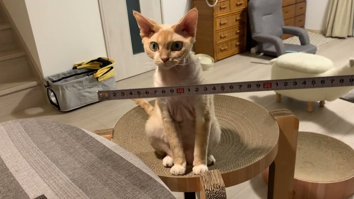 定規を猫じゃらしと勘違いしたデボンレックス猫です(Devon Rex cat plays with a tape measure) 定規を猫じゃらしと勘違いしたデボンレックス猫です(Devon Rex cat plays with a tape measure)
