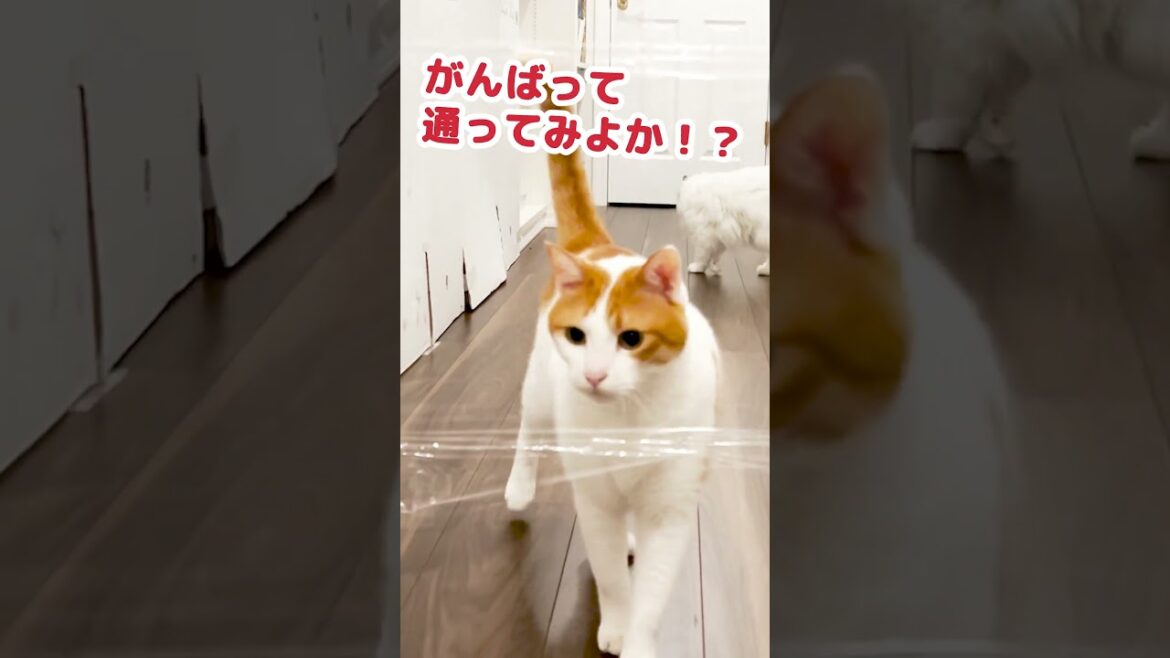 透明の壁に挑戦する猫がコチラ #Shorts 透明の壁に挑戦する猫がコチラ #Shorts