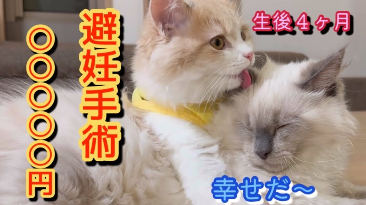 合計いくら？　避妊手術後、元気です　サイベリアン　子猫　kitten siberian spay