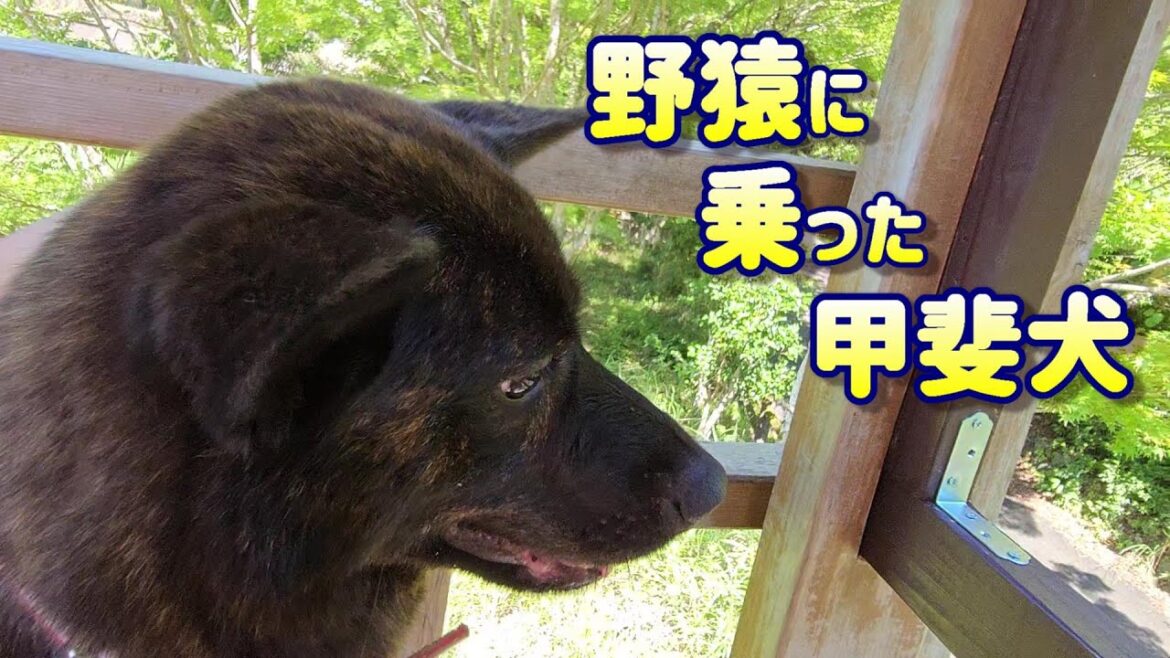 空中散歩が大好き、野猿に乗った甲斐犬-　甲斐犬いち