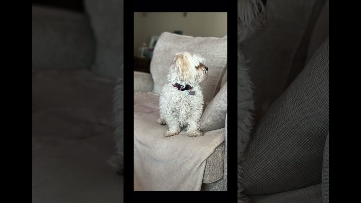 Dolly the Dog says Happy Won’t Look Wednesday 🐶 #dogshorts #maltese Hump Day Motivation #dogs Dolly the Dog says Happy Won’t Look Wednesday 🐶 #dogshorts #maltese Hump Day Motivation #dogs