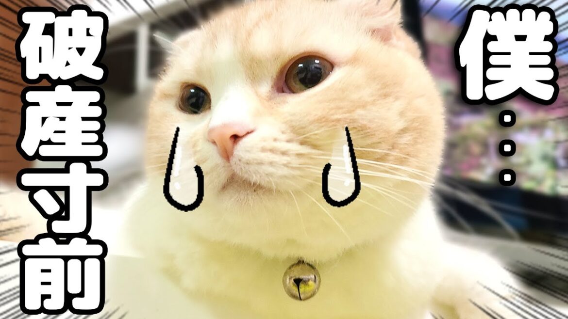 猫と犬にとって大切なものが壊れた破産寸前です...