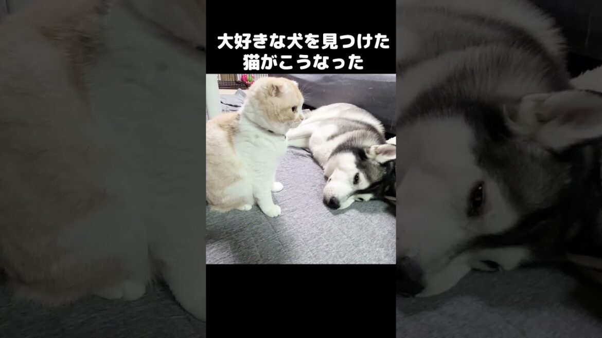 大好きな犬を見つけた猫がこうなりました...#shorts