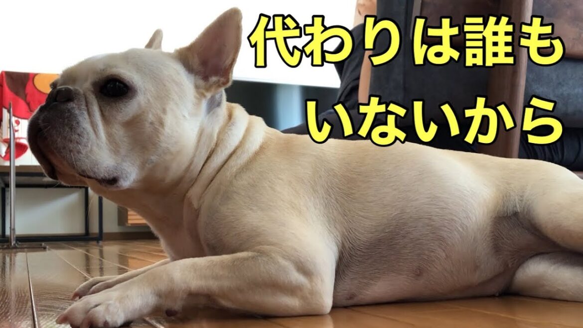 【夏場を乗り切る】フレンチブルドッグと生活するなら