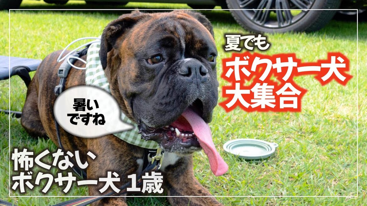 夏の野に飛び跳ねる犬達のうじゃうじゃ楽しき