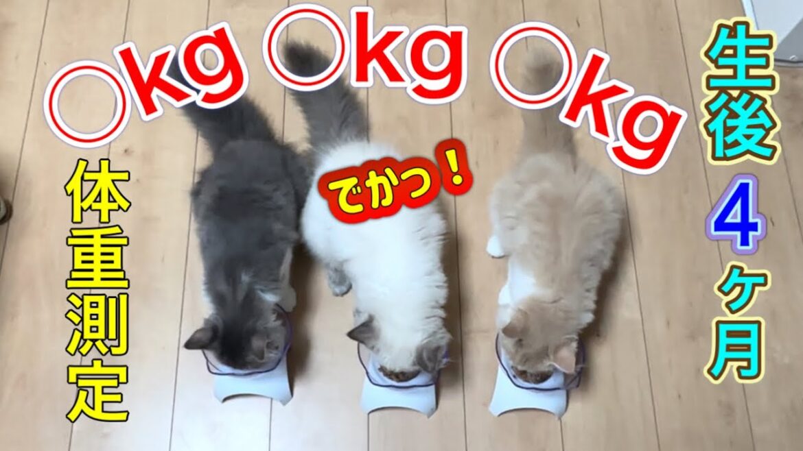 抜き打ち体重測定　大きい子猫　サイベリアン　kitten siberian exotic 多頭飼いの日常