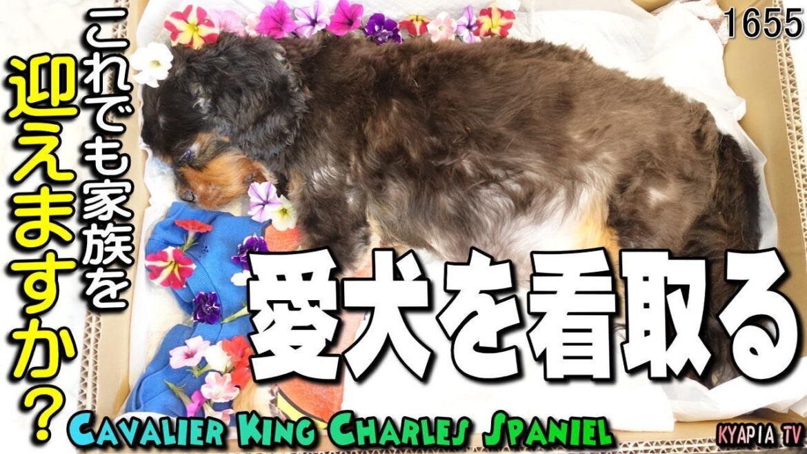 【閲覧注意】キャバリア 愛犬を看取る～火葬｜腹水・肺水腫｜11年前の犬を迎え入れる前の私へ　　KYAPIA TV きゃぴあてれび
