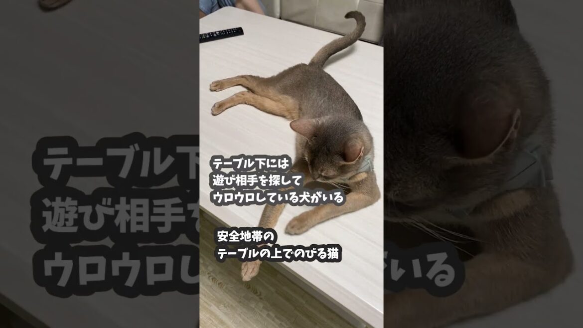 (アビ&チワワ) 安全地帯のテーブル上で伸びる猫 #shorts