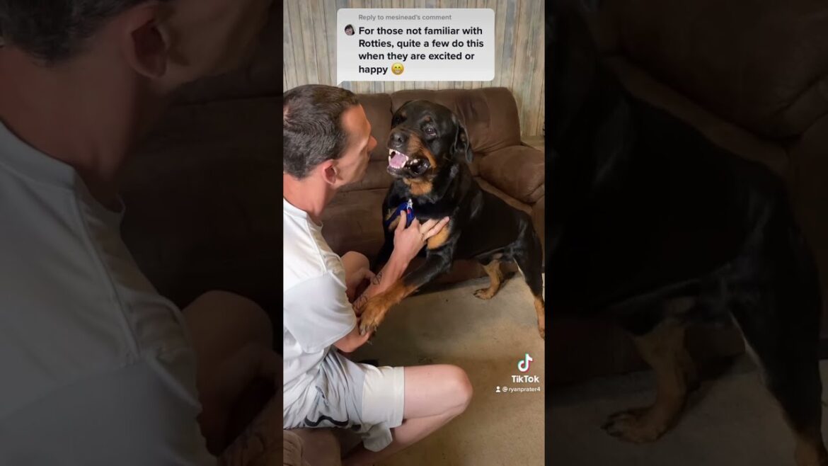 Rottweiler cries and attacks over nail clipping ⚠️