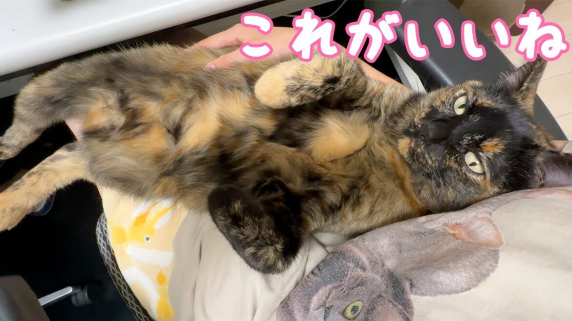 ママの上でリラックスしまくりのサビ猫 ママの上でリラックスしまくりのサビ猫
