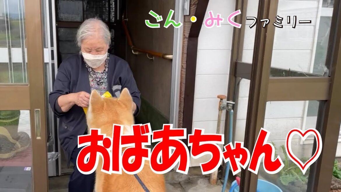 おばあちゃん♡　秋田犬【ごん・みく チャンネル】