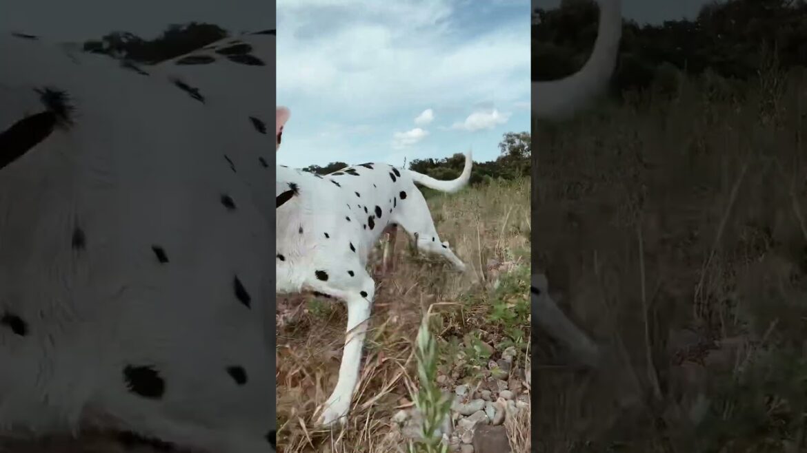 【ダルメシアン】川に涼みに行って来ました　#いぬ #犬動画 #ダルメシアン