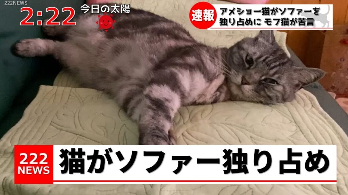 アメショー猫がソファーを独り占めにしました。
