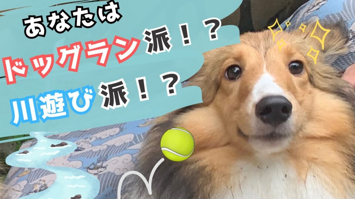 子犬のシェルティは『川遊び』&『ドッグラン』どっちがお好き？？