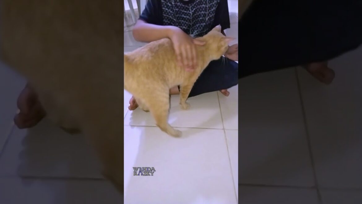 Ginger Manx Cat begs for attention | Chubby Cat | Bobtail Cat Ginger Manx Cat begs for attention | Chubby Cat | Bobtail Cat