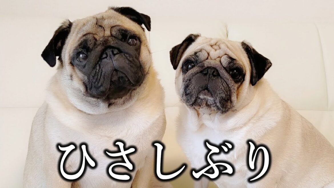【生配信】雑談、YouTubeについて話したりとか