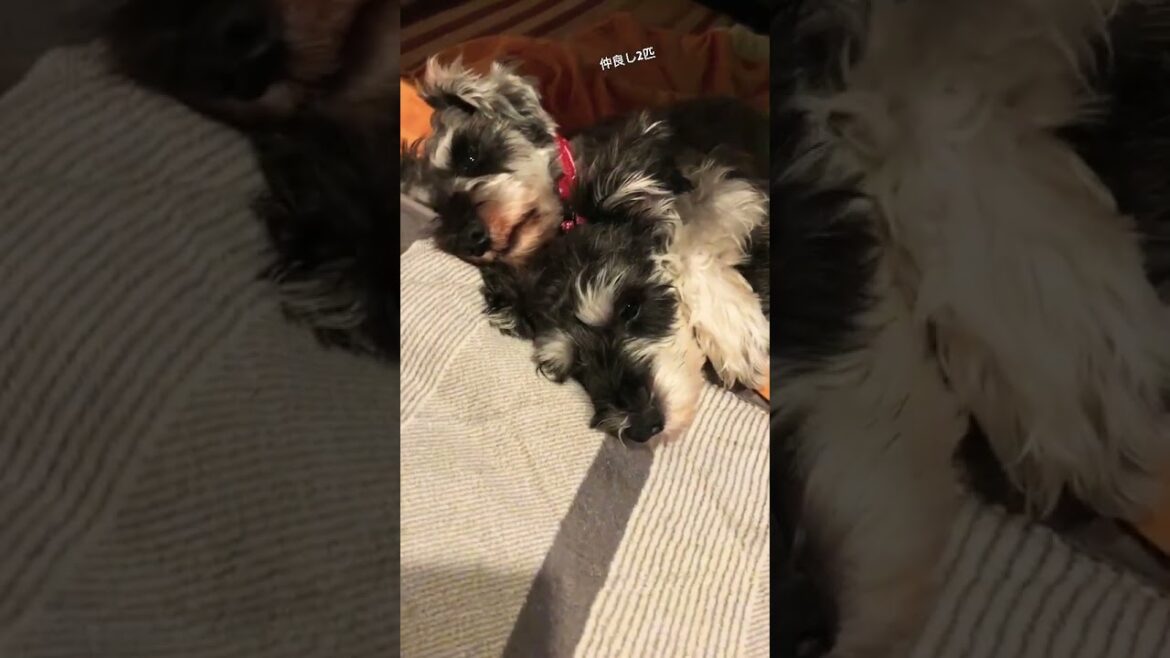 仲良し2匹のミニシュナ #miniatureschnauzer