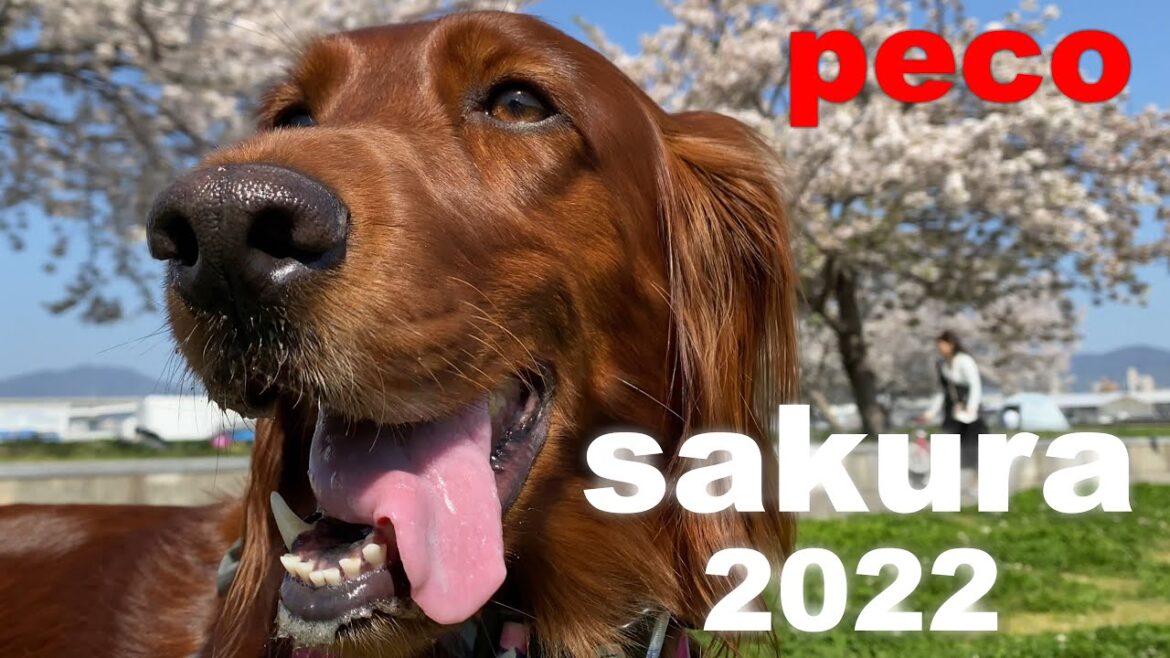 桜 2022（peco　sakura（Cherry Blossoms） 2022）  アイリッシュセター（アイリッシュセッター）Irish Setor（Irish Setter）