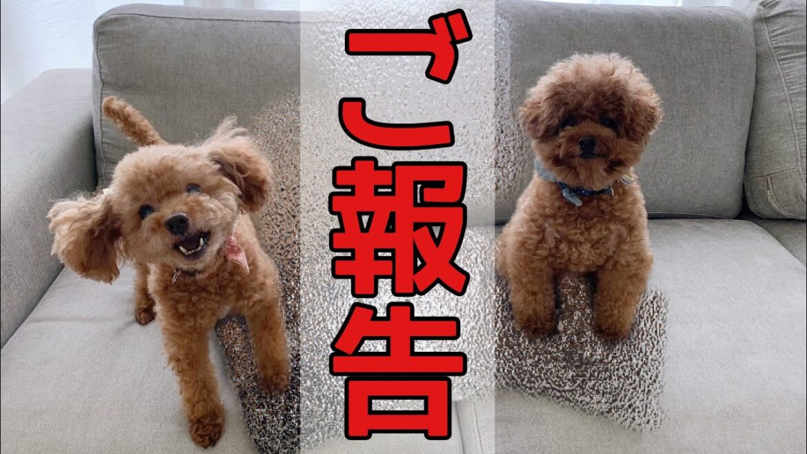 【重大発表】いつも見てくださっている皆様へ。