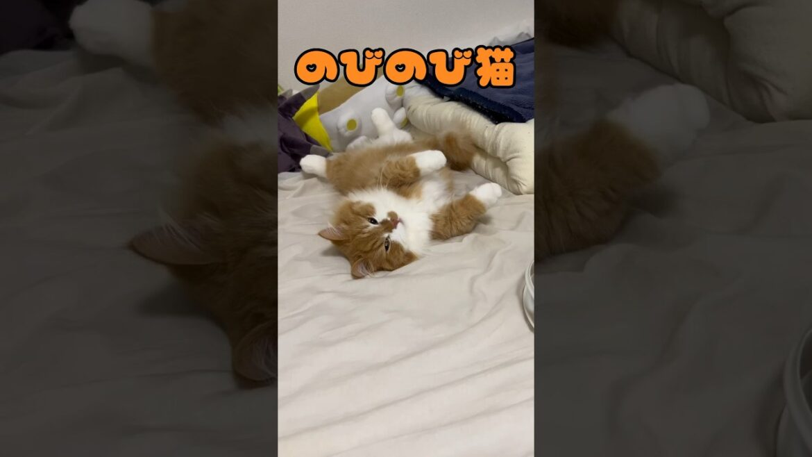 伸びをして満足な猫 #shorts #猫 #マンチカン #短足マンチカン #cat #munchkin