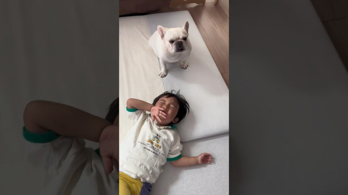 泣いてる3歳児を犬が一瞬で泣き止ましてくれた #shorts #保護犬 #フレンチブルドッグ