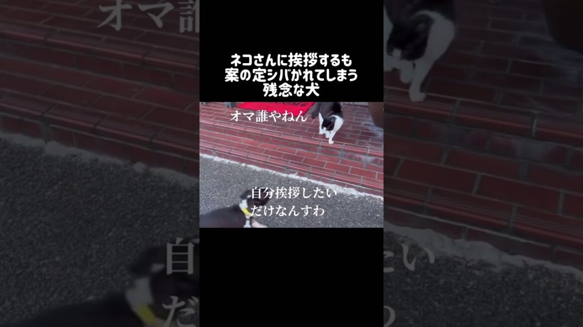 ネコさんにしばかれる犬【ボストンテリア】 ネコさんにしばかれる犬【ボストンテリア】