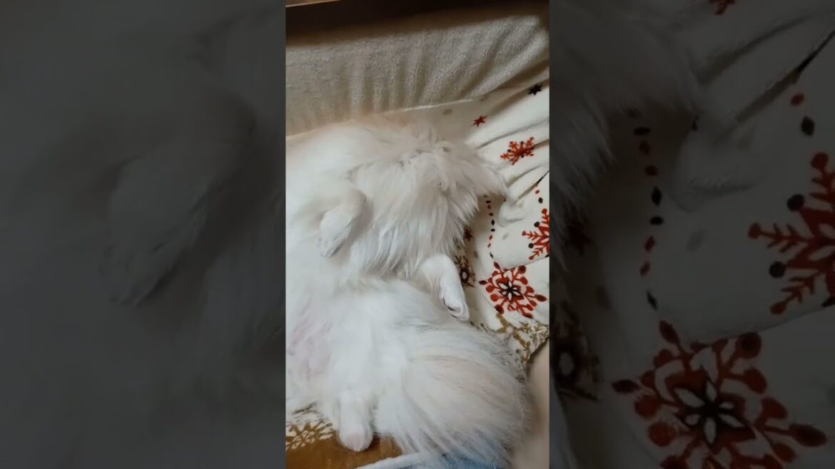飼い主の足の上でぐったり寝ちゃうポメラニアンがかわいい #shorts #youtubeshorts #ポメラニアン