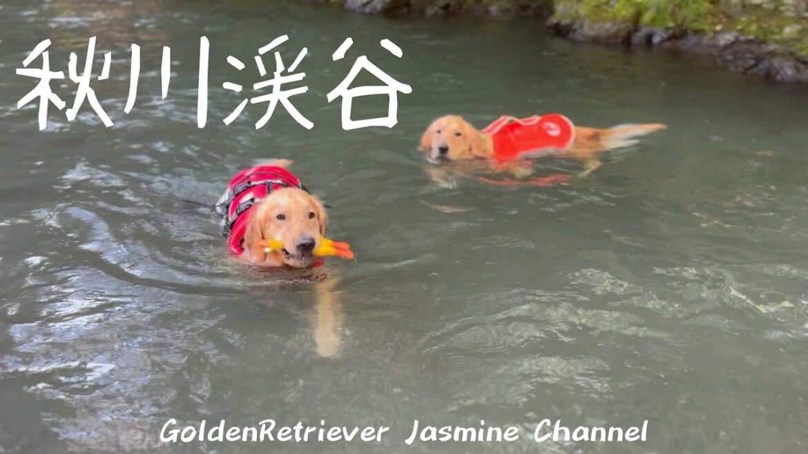 ゴールデンレトリバー&ブルドッグ in 秋川渓谷 ゴールデンレトリバー&ブルドッグ in 秋川渓谷
