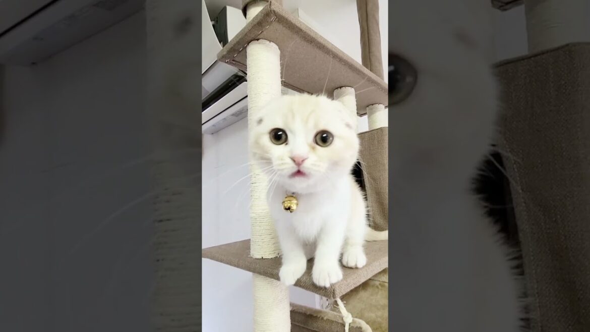 子猫にご飯食べるって聞いたら可愛すぎた#shorts