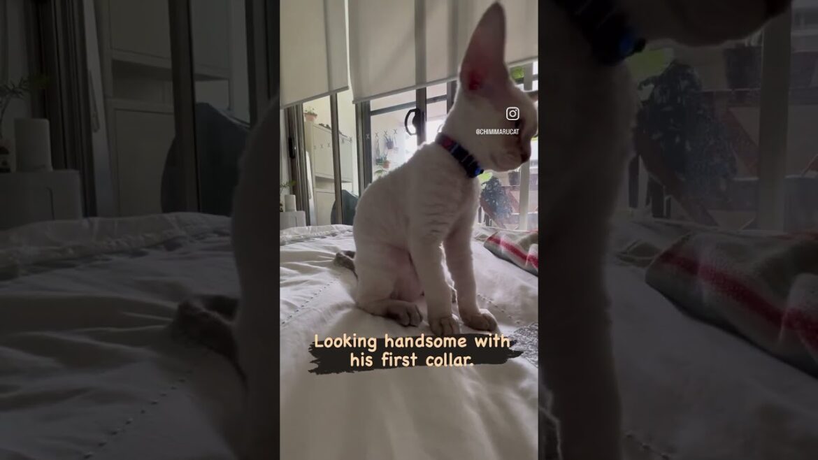Devon Rex Cat - My Cat's First Collar Adventure😺初めてのカラー、かっこいいよ！🙂