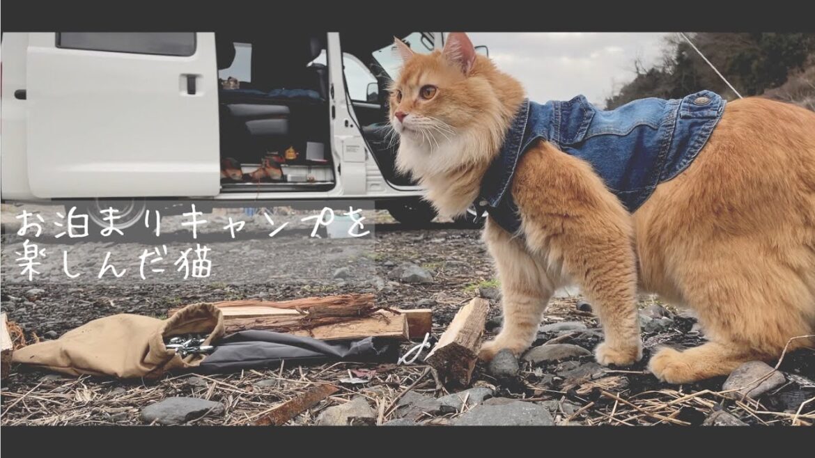 お泊りキャンプを楽しんだ猫【アメリカンカール】 お泊りキャンプを楽しんだ猫【アメリカンカール】