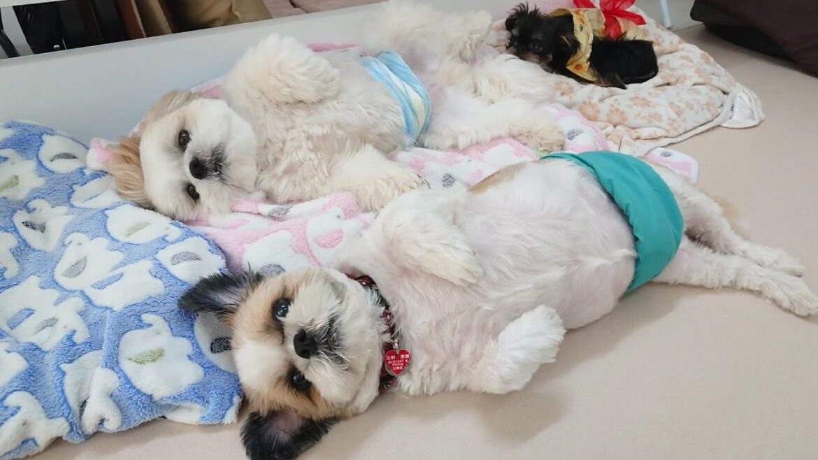 ダブルごろごろシーズー　🐶ひみつきちなう！②🐶  2023年8月4日