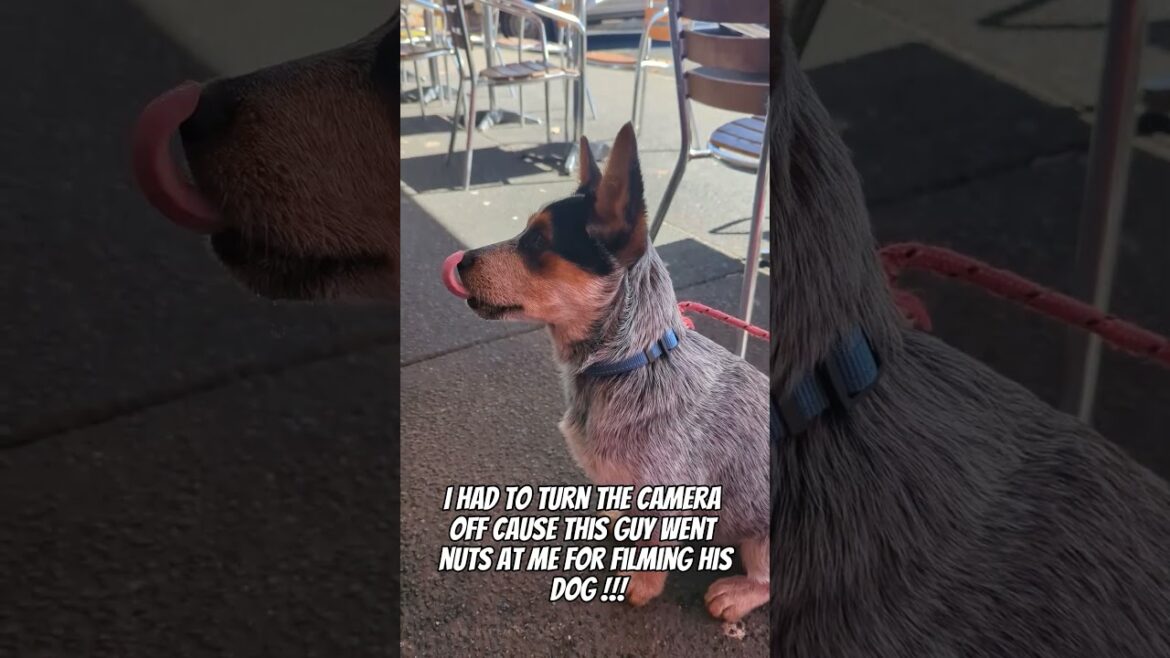 The puppy you weren't ment to see!!!! 🐕‍🦺🤬😤😒