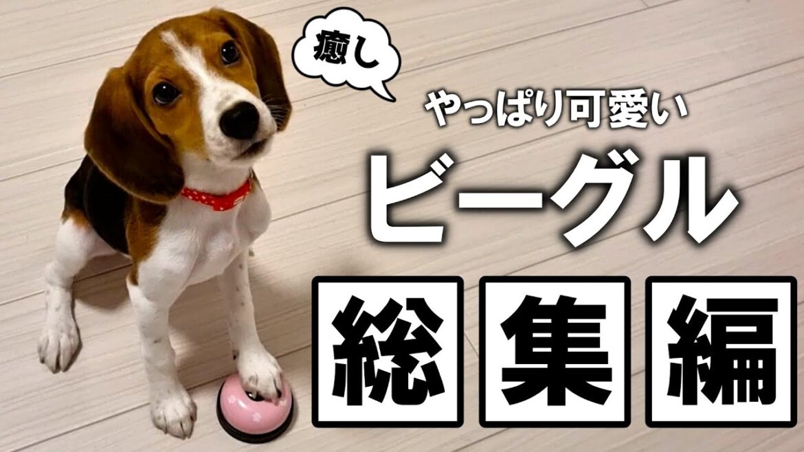 ビーグル犬の個人的に好きすぎる可愛いシーンまとめ