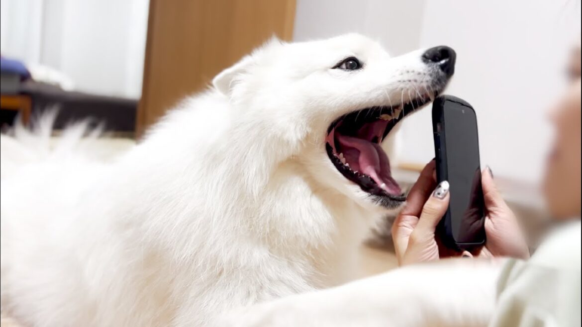 大好きなママがなでなでしてくれないのでスマホゲームを全力で邪魔する犬