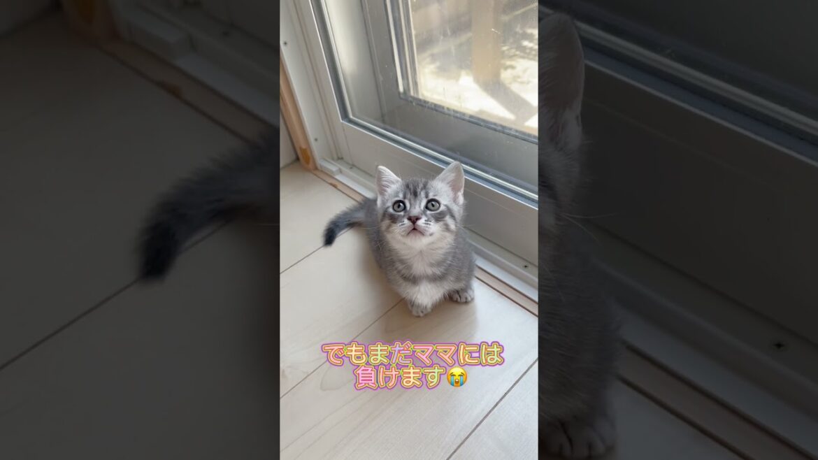 ぼく可愛いマンチカン🩷 【お問合せ詳細は説明欄に記載あります】 #猫 #マンチカン #ミヌエット #子猫販売 #猫のいる暮らし #猫動画 #ブリーダー直販 #ラパーマ #子猫 #スクーカム ぼく可愛いマンチカン🩷 【お問合せ詳細は説明欄に記載あります】 #猫 #マンチカン #ミヌエット #子猫販売 #猫のいる暮らし #猫動画 #ブリーダー直販 #ラパーマ #子猫 #スクーカム