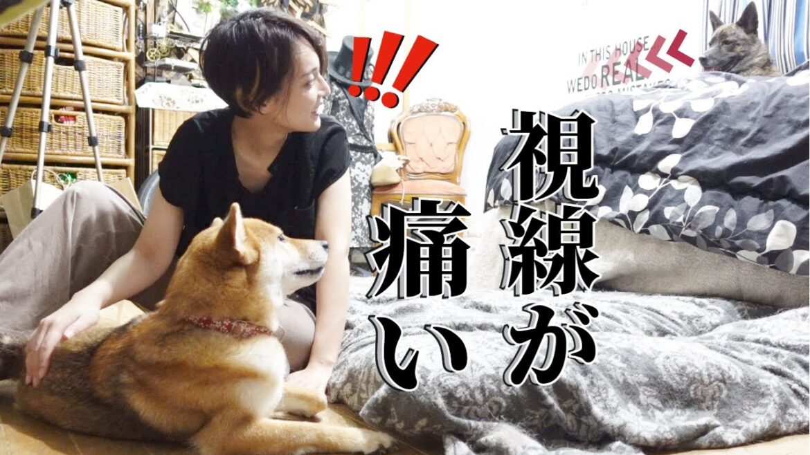 【リハビリ始めました】柴犬を撫でまわしてたら甲斐犬の視線が痛かった！【甲斐犬・柴犬】