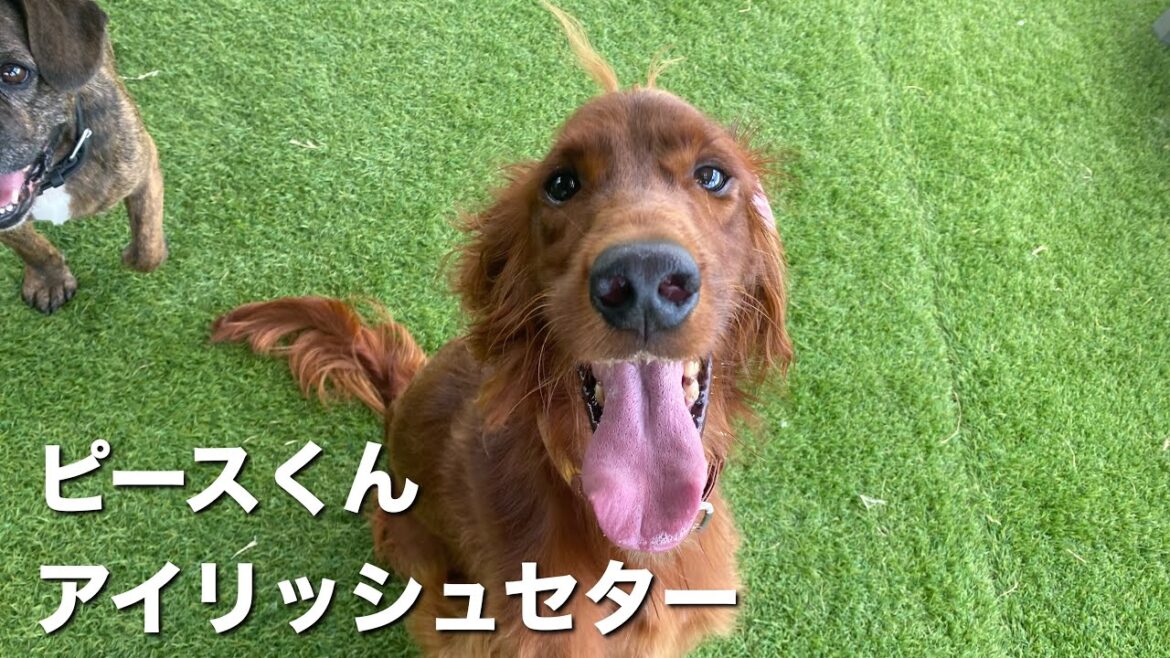 アイリッシュセター ピースくん【Irish setter 】 アイリッシュセター ピースくん【Irish setter 】