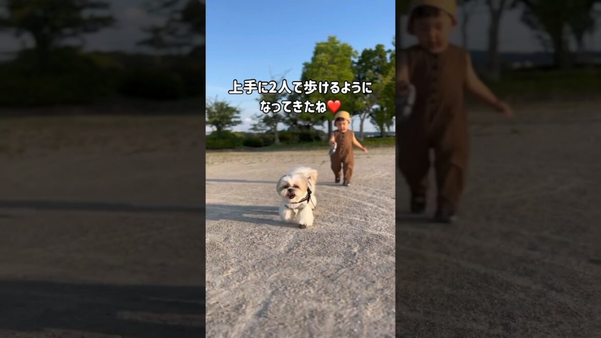 【シーズー】1歳の子供に散歩を教える兄犬 #shorts #シーズー #はに丸 #かわいい #shihtzu #癒し動画 #犬のいる暮らし #dog #犬好きさんと繋がりたい #vlog