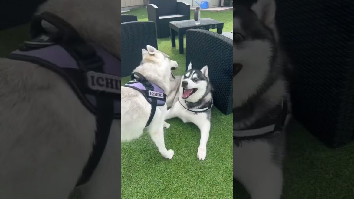 喧嘩に見えるけど喧嘩じゃない!ハスキー犬のじゃれあい動画 #シベリアンハスキー