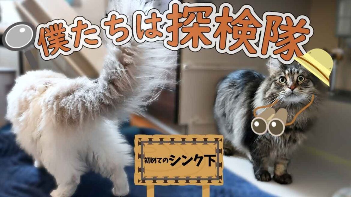 人前では猫かぶりなラグドールと人なつっこ過ぎるメインクーン。かくれんぼしていたサイベリアンは飼い主のベットでスヤスヤおやすみ。