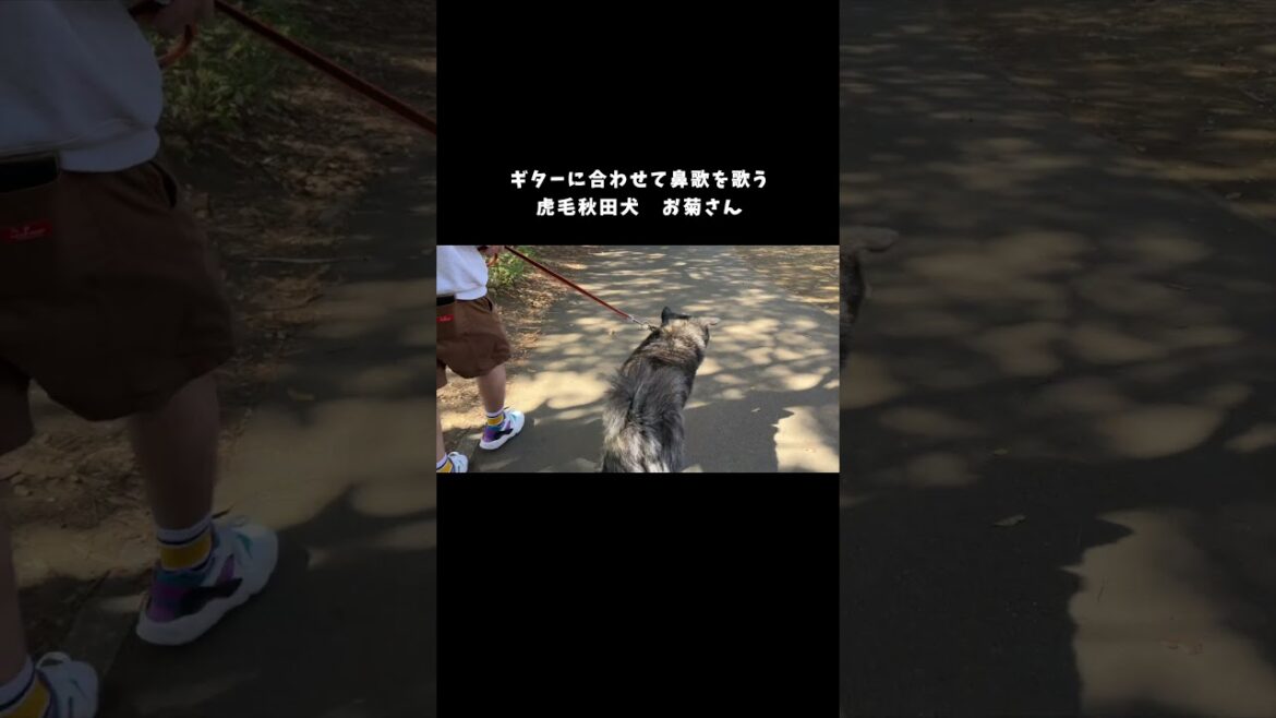 散歩中の可愛い一コマ　秋田犬お菊【大型犬】【akita dog】#shorts