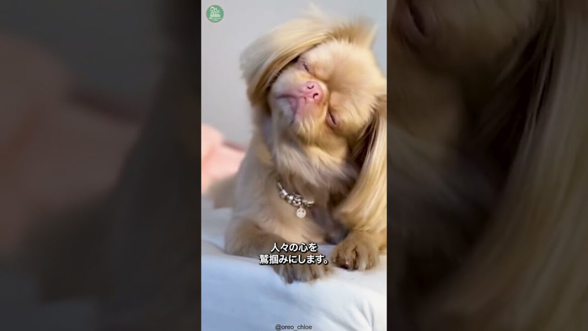 ペキニーズ🐶次の動画のリクエストをコメントで教えて！ #shorts