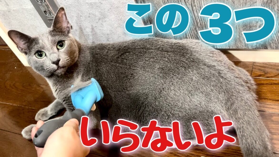 ロシアンブルー | 猫グッズ低評価ランキング~それってこてつの意見でしょ？ [Russian Blue cat Kotetsu] Cat Goods Low Rating Ranking
